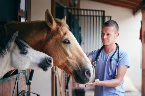 soin cheval