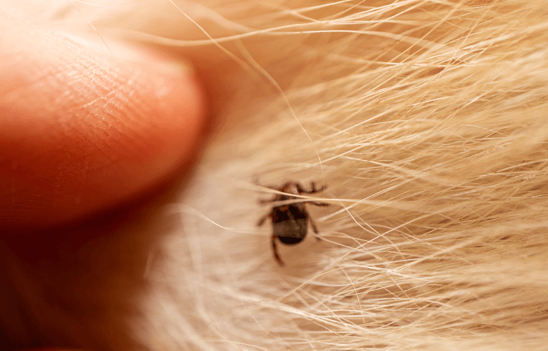 &eacute;piderme sabots