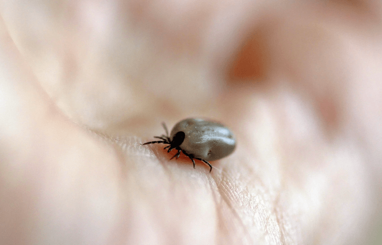 tissu lamellaire sabot
