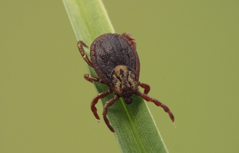 enflure et gonflement