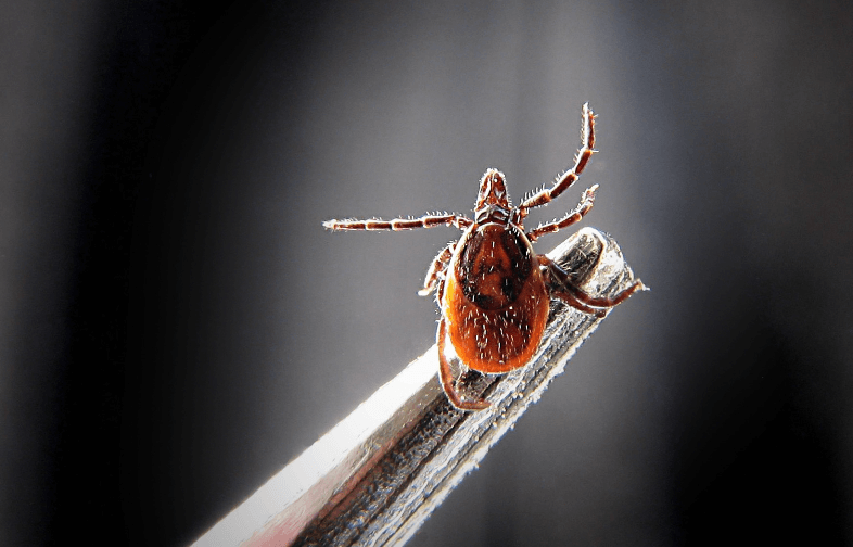 &eacute;viter les tiques cheval