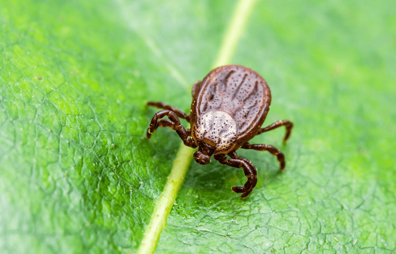 morsure de tique cheval