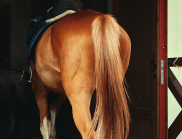 maladie infectieuse fourmilli&egrave;re cheval 