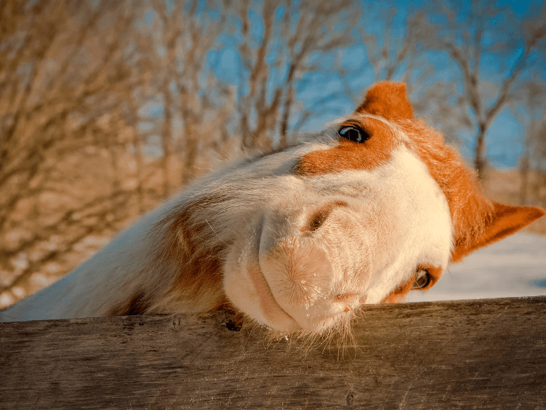 tique sous la peau cheval