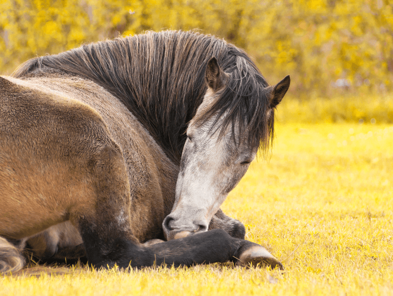 morsure tique cheval