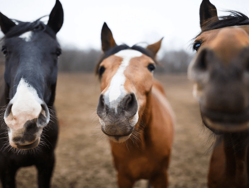 definition coup de froid cheval 