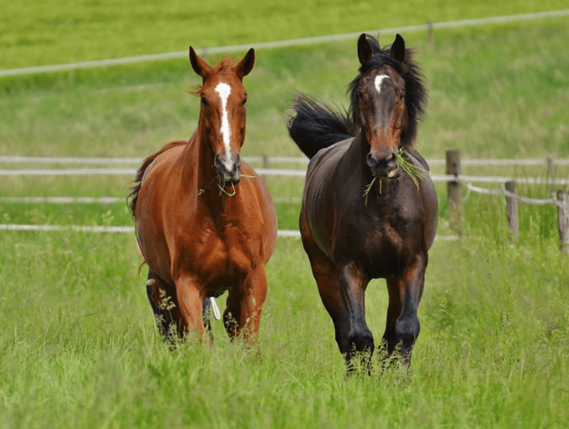 Piq&ucirc;res cheval