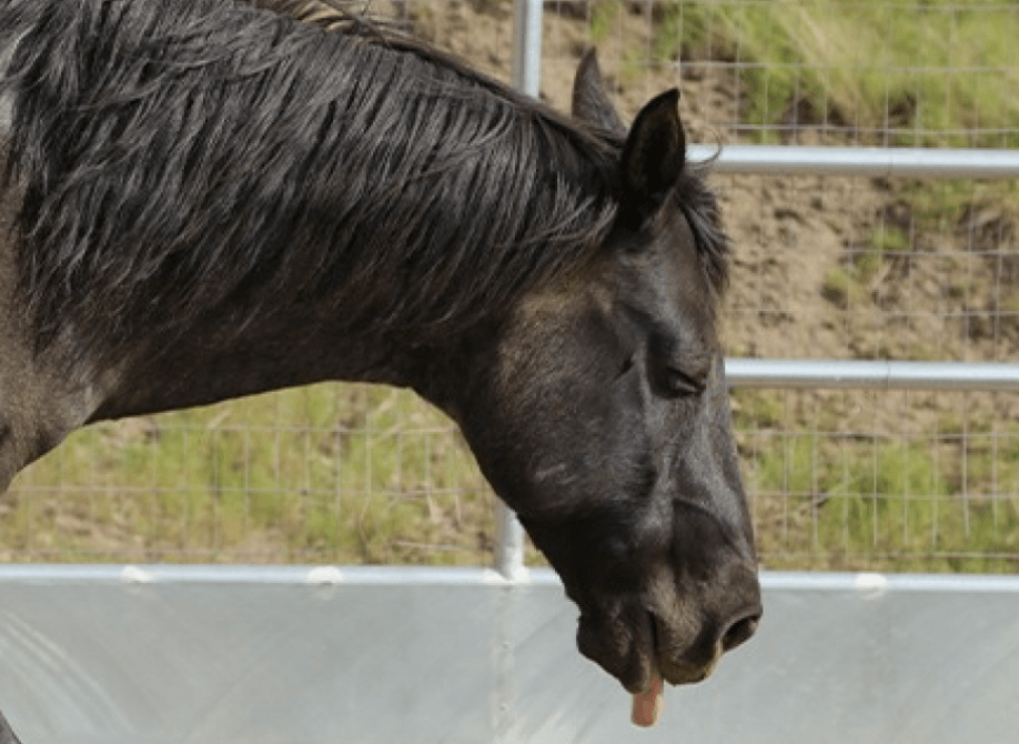 cheval qui se couche litiere