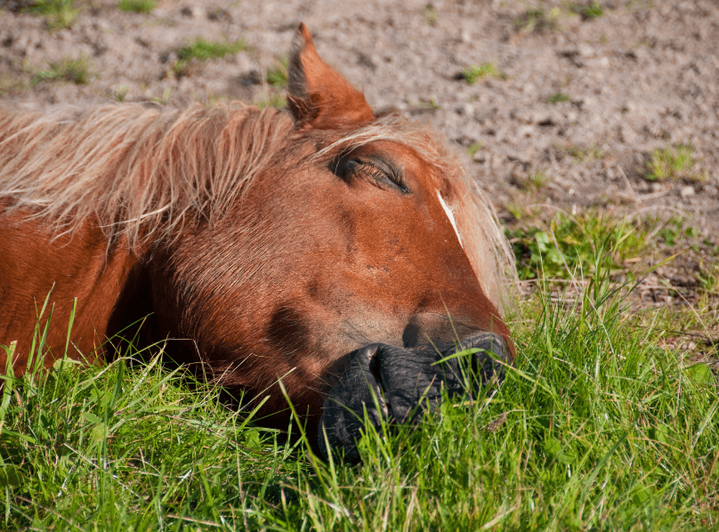 liti&egrave;re cheval sensible