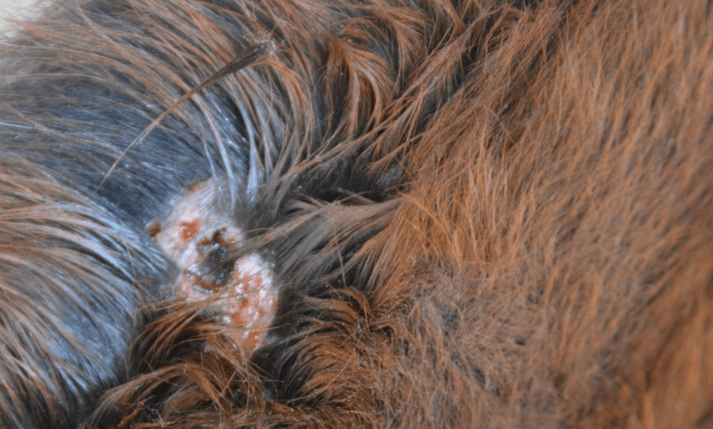 Traitement antibiotique