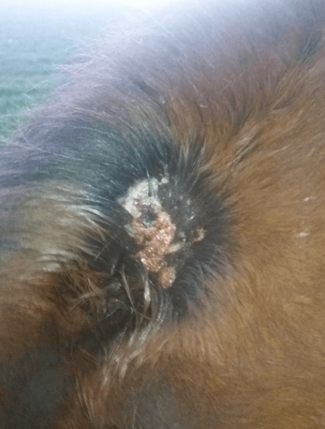 maladie infectieuse cheval