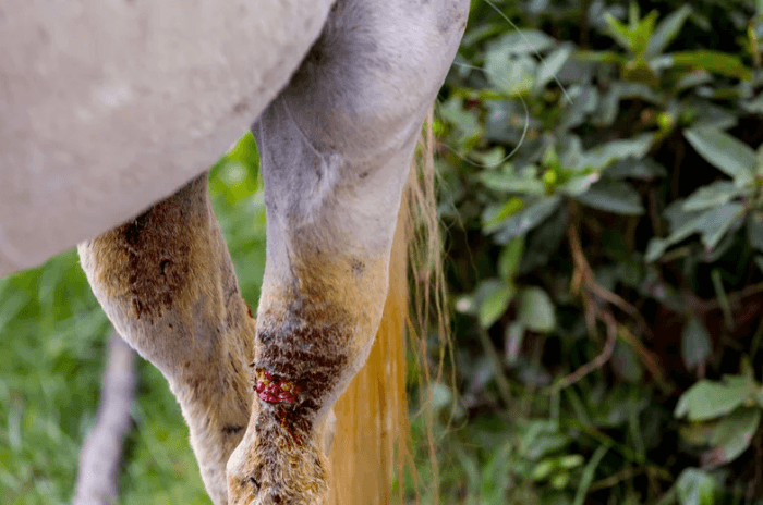 cicatrisation cheval