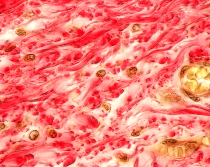 cicatrisation cheval