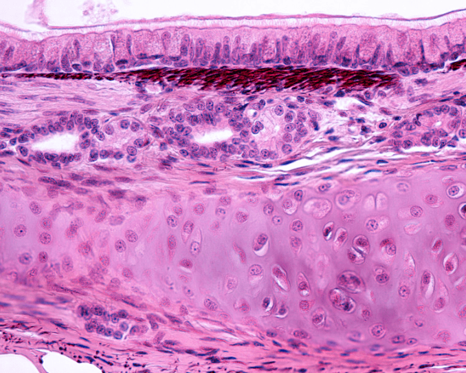 cicatrisation cheval