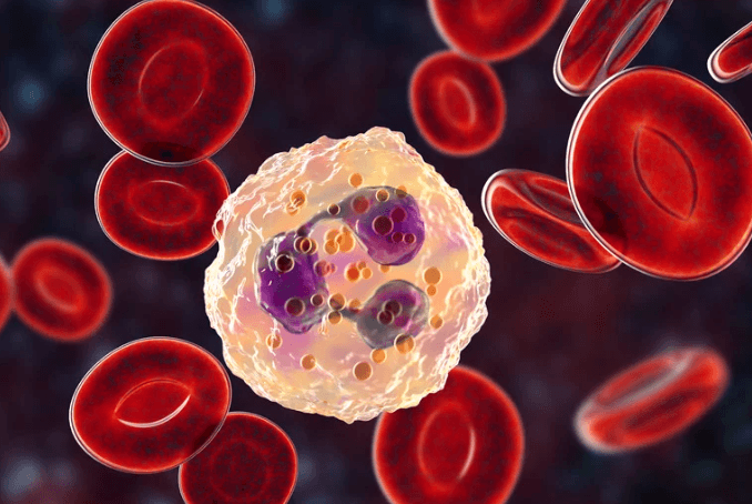 neutrophile cicatrisation cheval