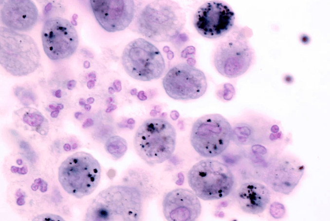 macrophages cicatrisation cheval