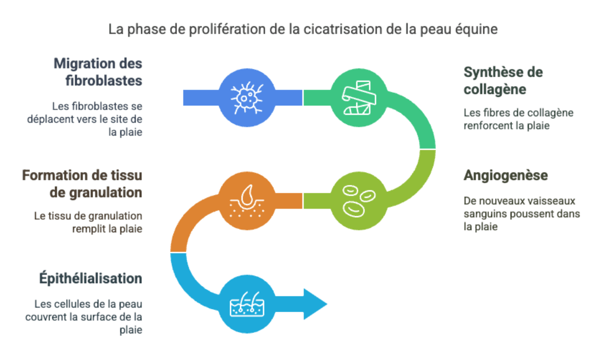 Sch&eacute;ma cicatrisation cheval