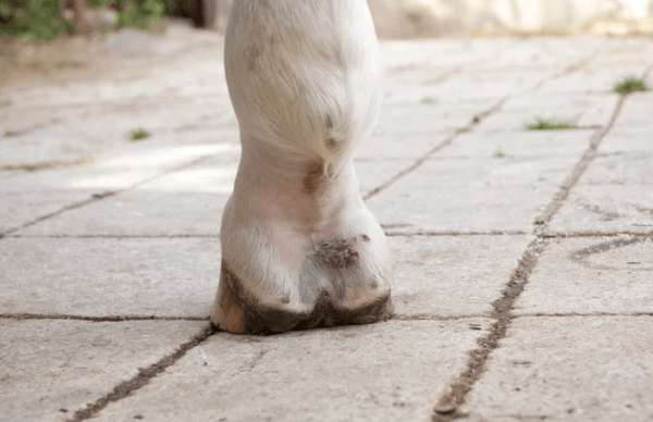 Blessure articulaire cheval