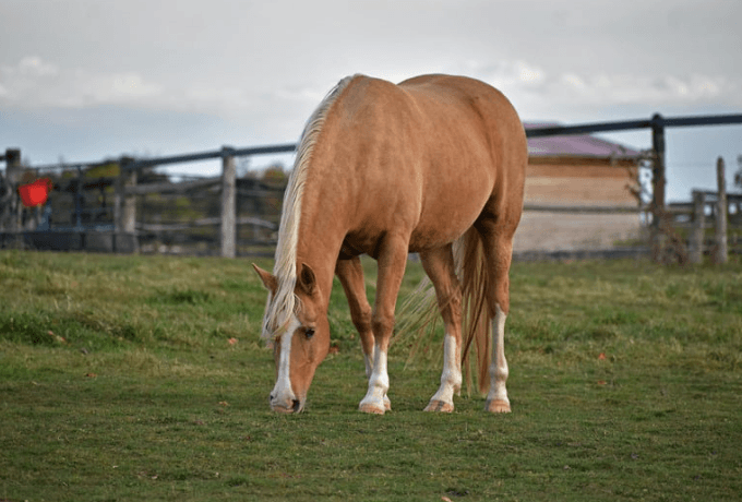 environnement cheval