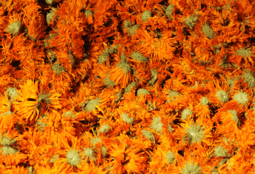 calendula cheval