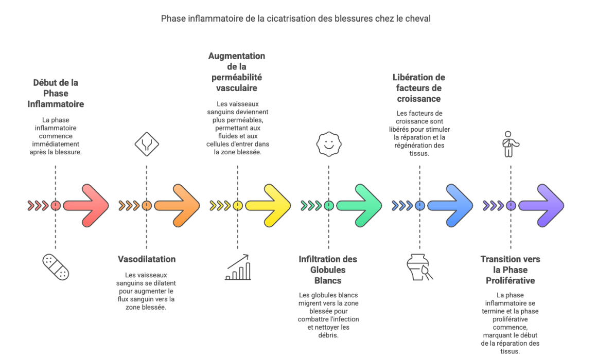 Sch&eacute;ma phase inflammatoire cheval