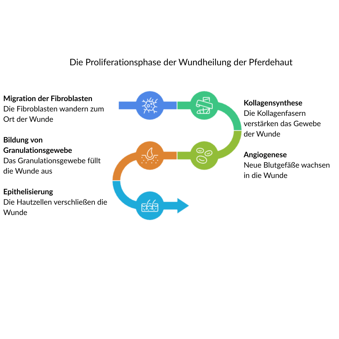 Sch&eacute;ma cicatrisation cheval