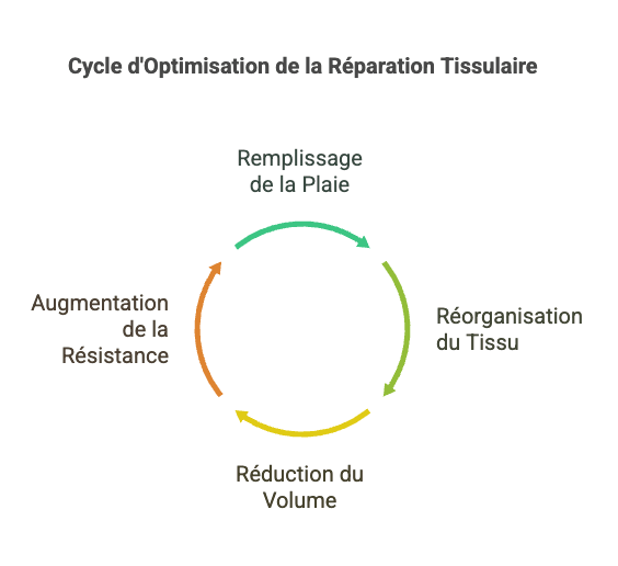 Sch&eacute;ma cicatrisation cheval
