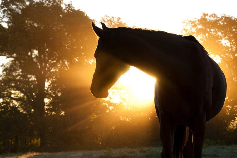 Sonnenbrand Pferd
