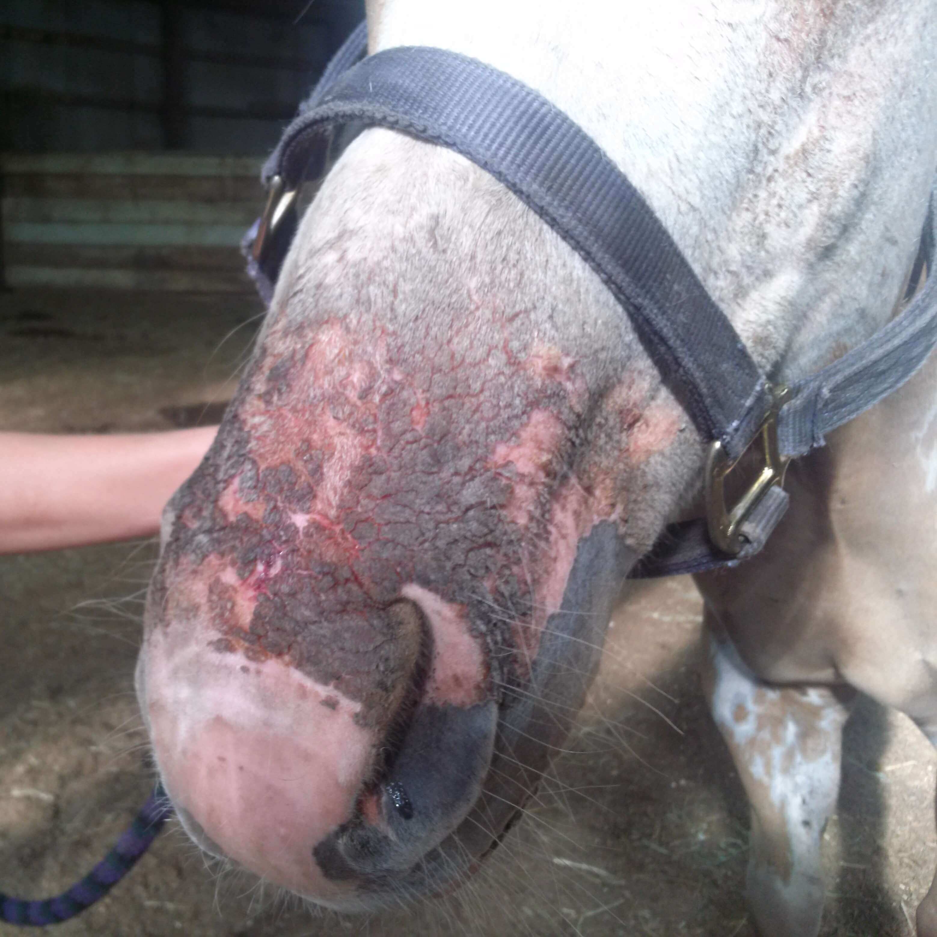 croutes coup de soleil grave s&eacute;v&egrave;re cheval
