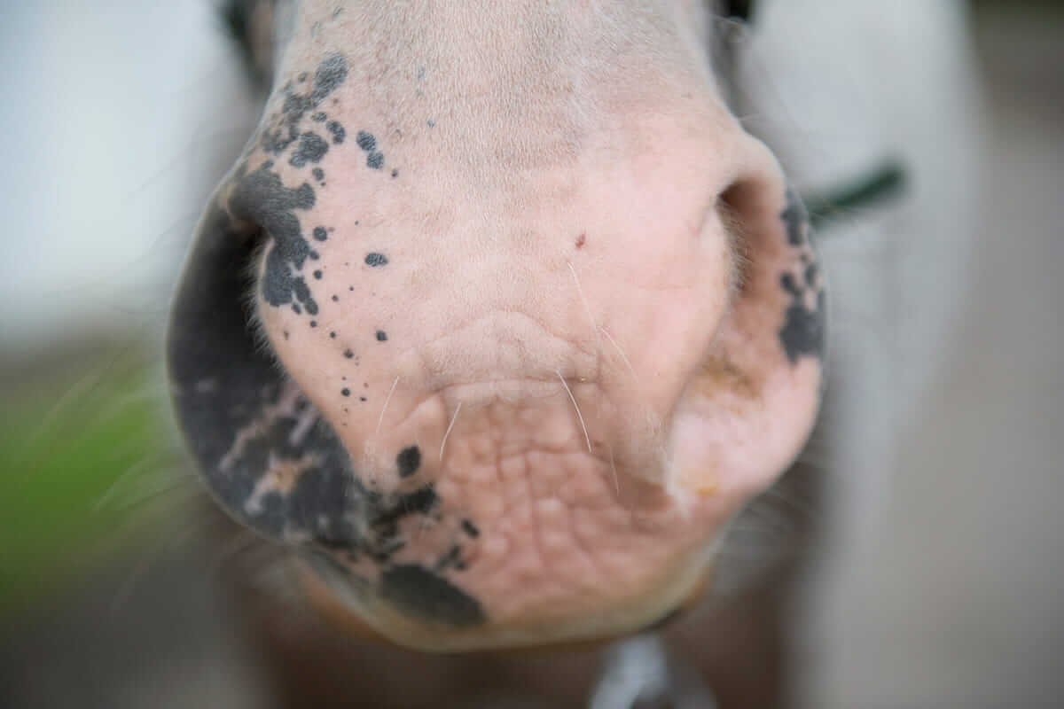 coup de soleil superficiel cheval