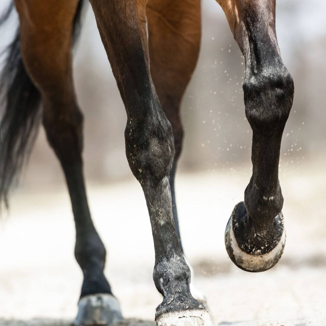 dermatophilose gale de boue cheval