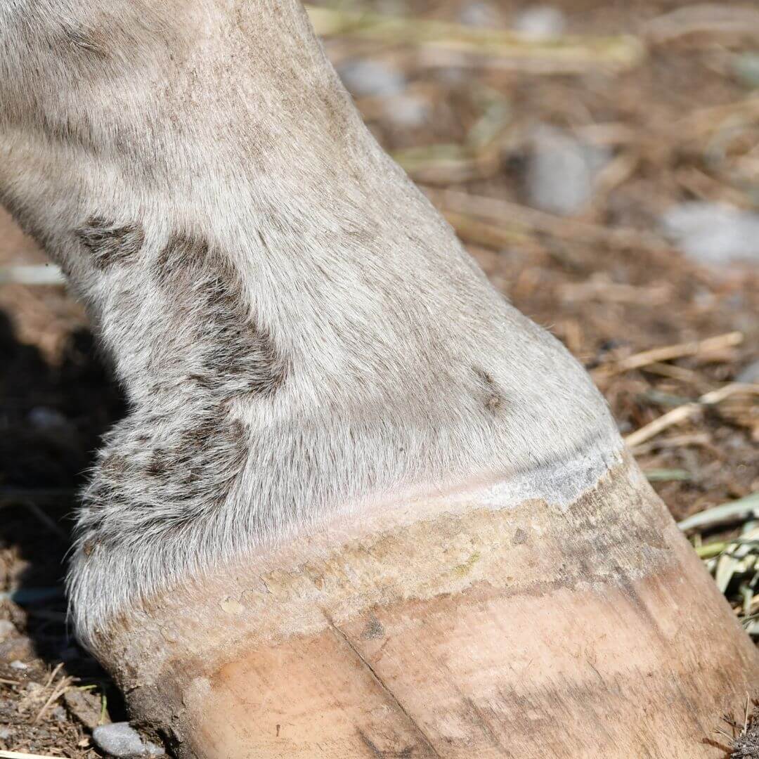 Que se passe-t-il lorsque le cheval a trop froid ?