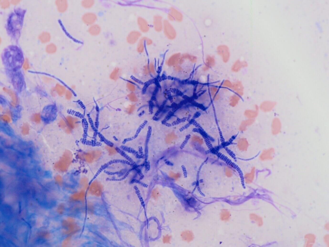 bacterie gale de boue cheval