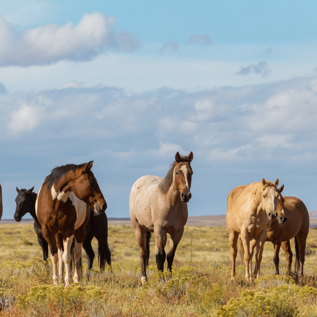 pluie gale de boue cheval