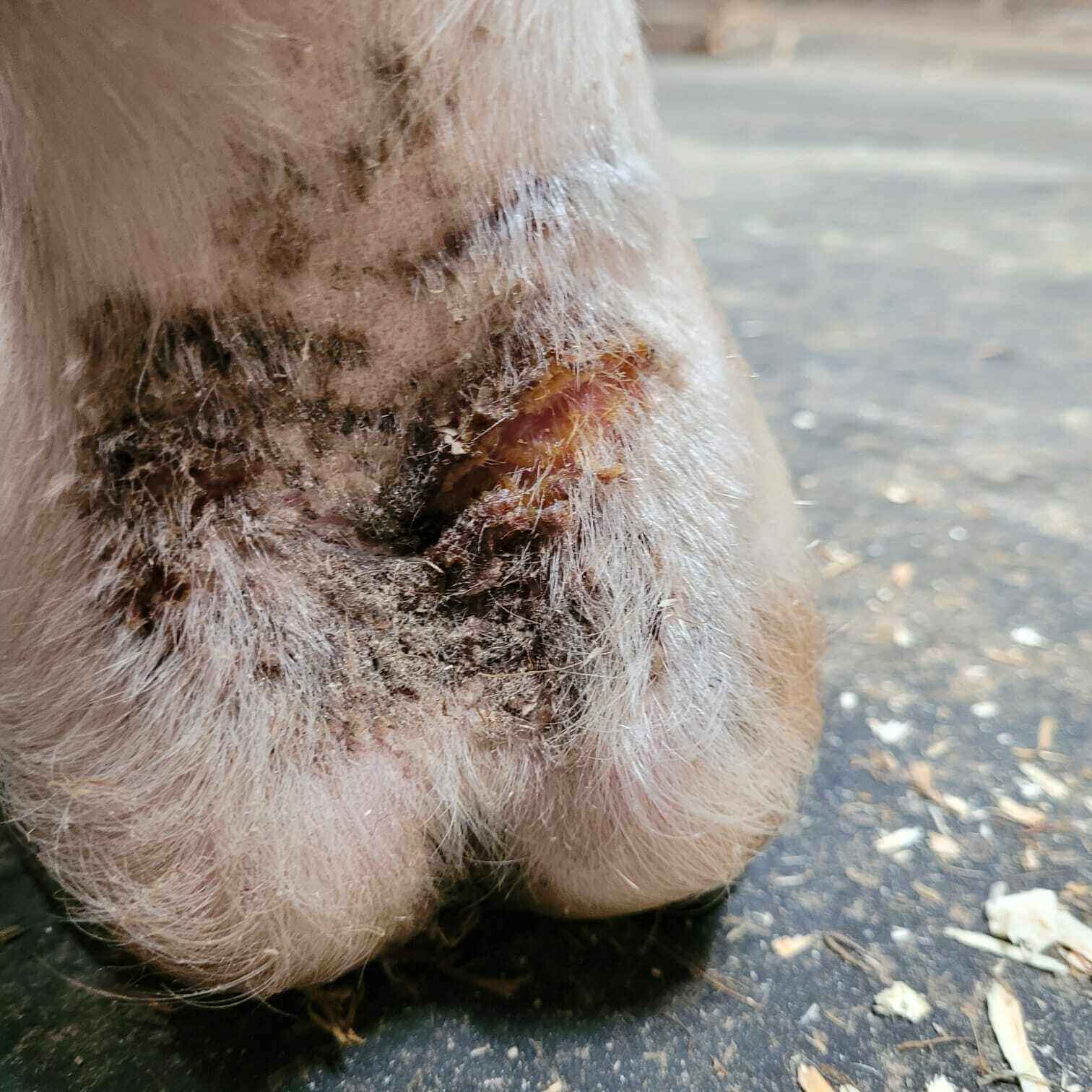 definition coup de froid cheval 