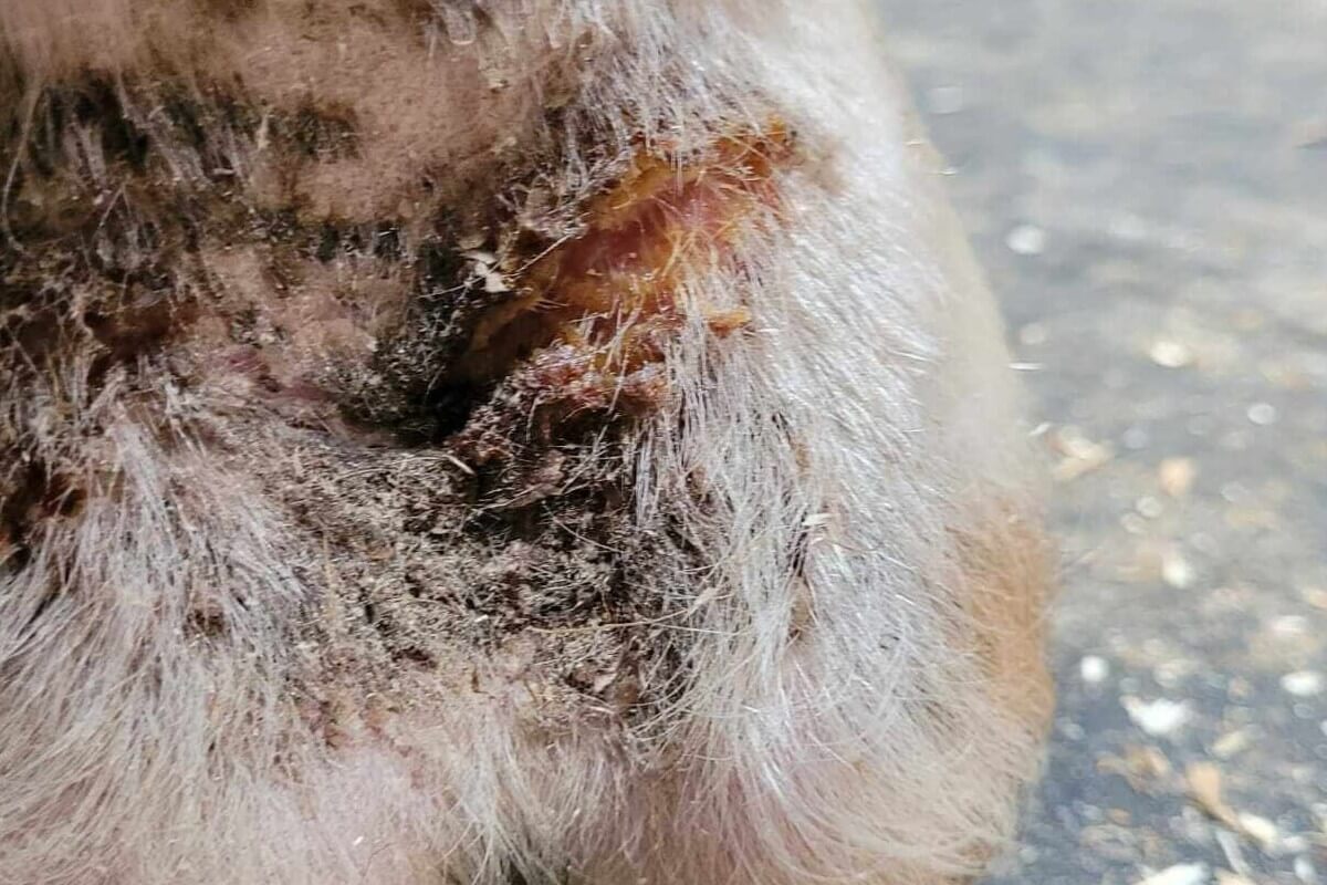 Dermatophilose und Mauke bei Pferd und Esel