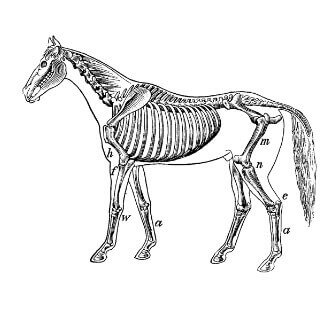 stress malnutrition cheval