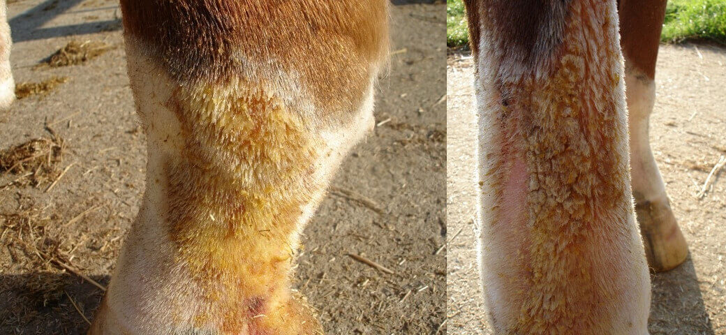 pus cr&ocirc;utes cheval gale de boue