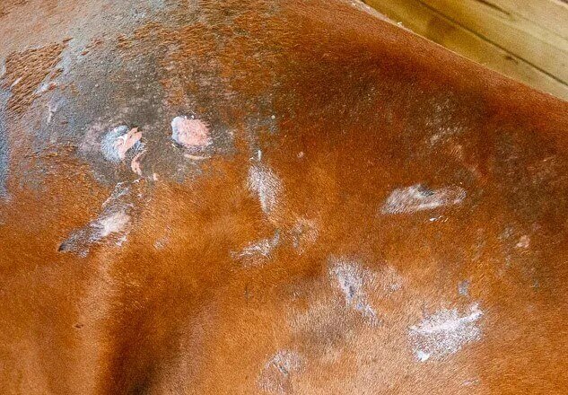 definition coup de froid cheval 