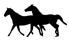 surpeuplement cheval