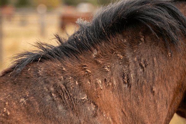 dermite estivale cheval peau dure