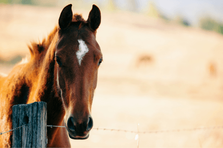 Les croyances sur les culico&iuml;des et la dermite du cheval