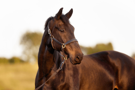 La dermite du cheval n'est pas uniquement un probl&egrave;me externe