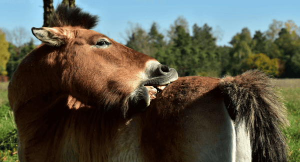 dermite estivale cheval 