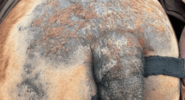 dermite estivale cheval 