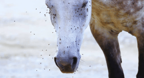 mouches chez le cheval