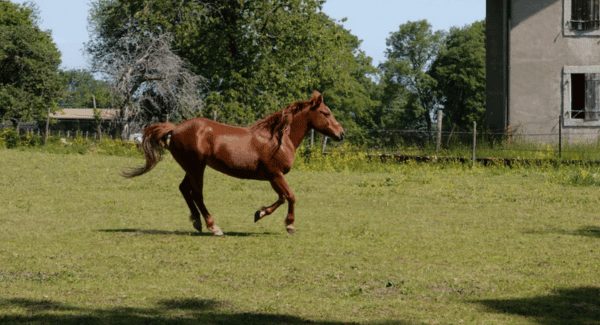 soins contre dermite cheval 