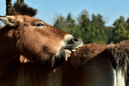 dermite estivale cheval