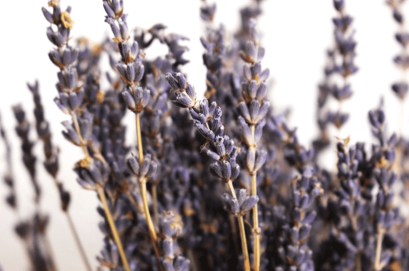 soins contre dermite cheval 