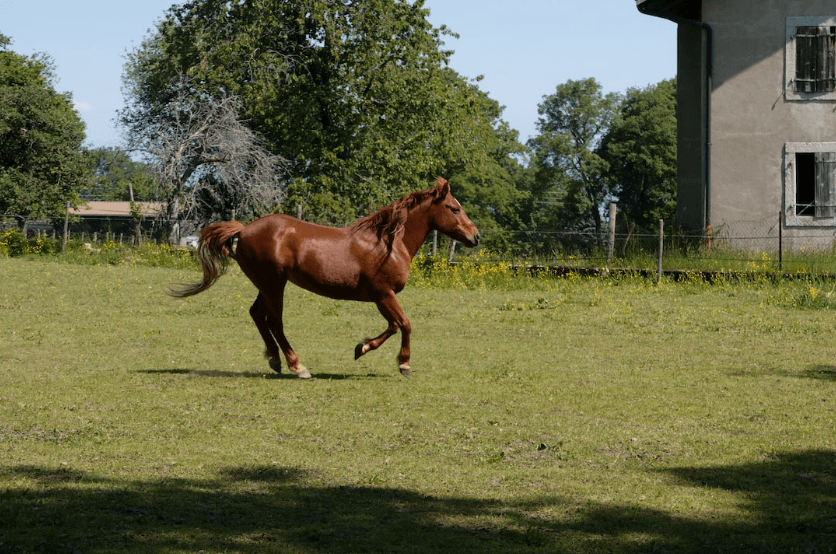 cheval vie pr&eacute; box